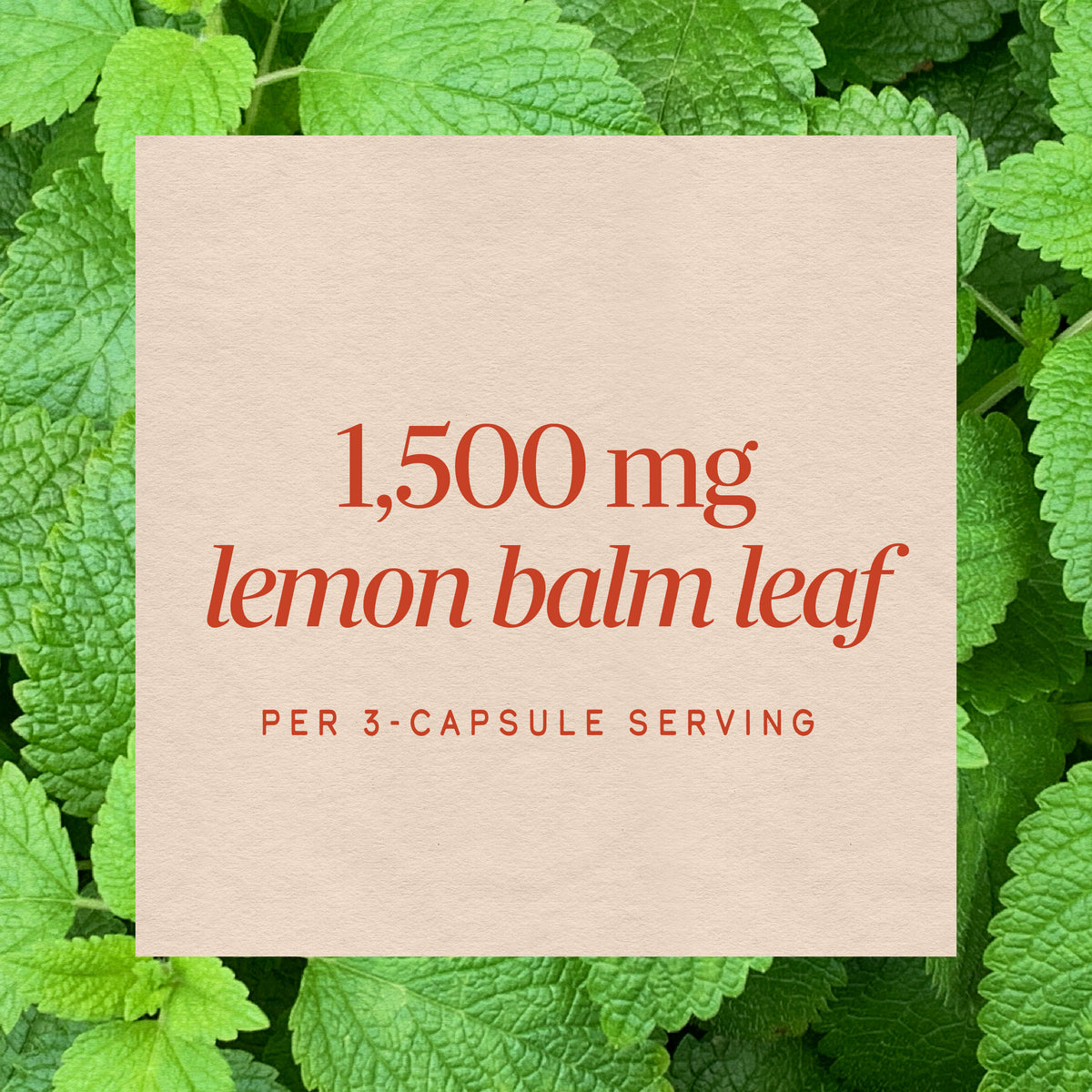 <{%MAIN3_14650%}>Nature's Way® | Melissa-Lemon Balm Leaf