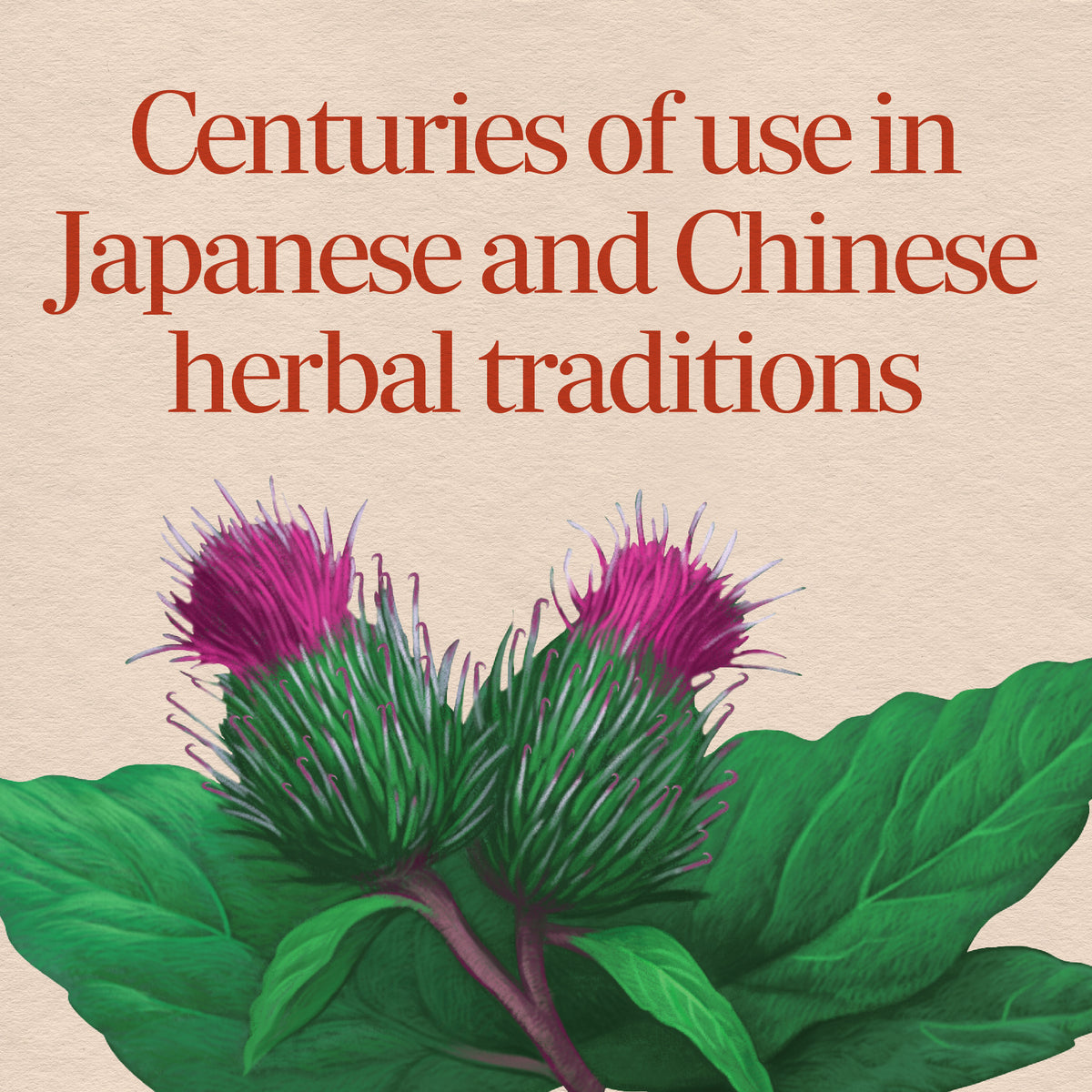 <{%MAIN2_11200%}>Nature's Way® | Burdock Root