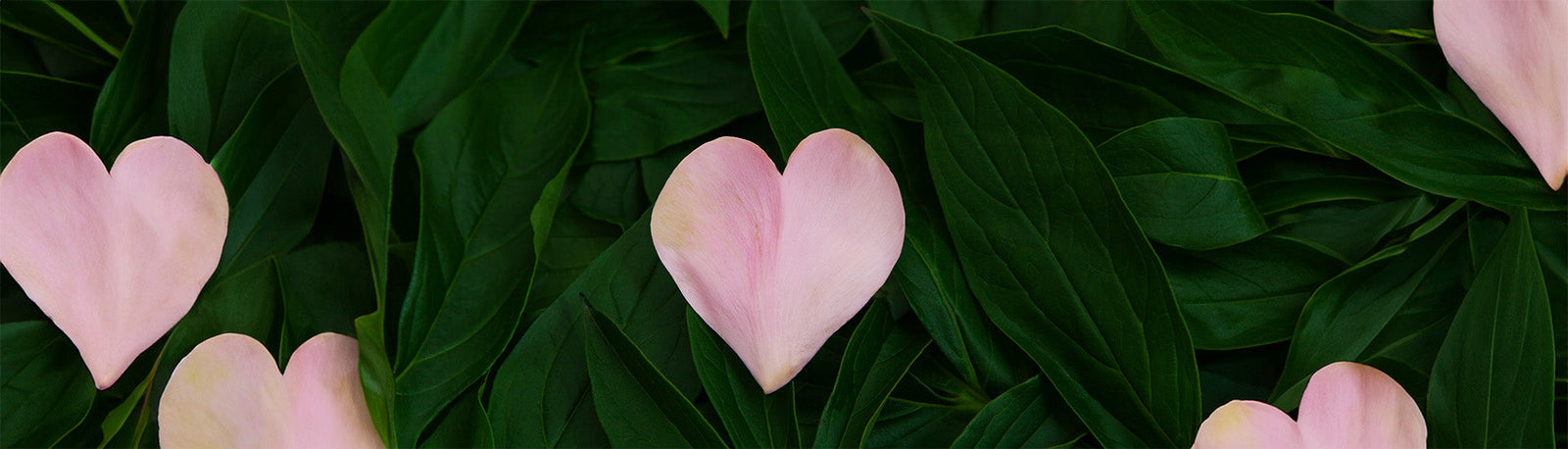 Flower petals that look like hearts on a leafy background.
