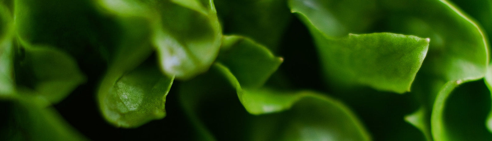 Leafy green background
