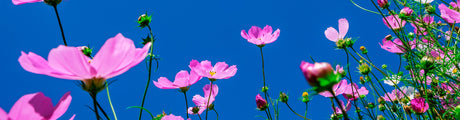 Pink flowers in a meadow.