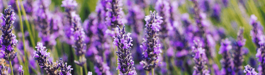 Ingredient Spotlight: Lavender