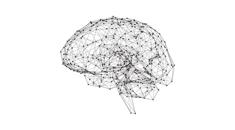 brain