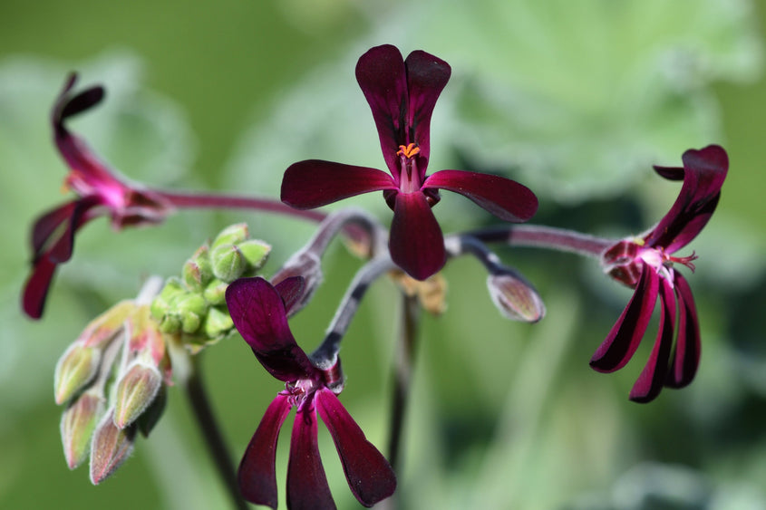 What to Know About South African Geranium Root