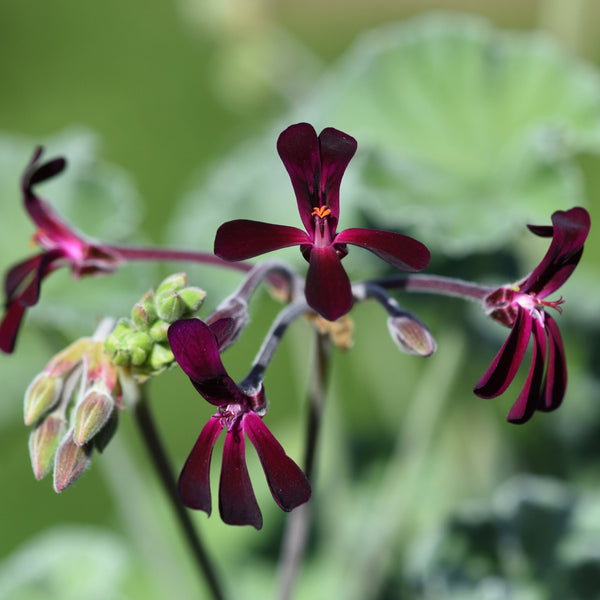 A South African Geranium flower with narrow, purple leaves and green buds.