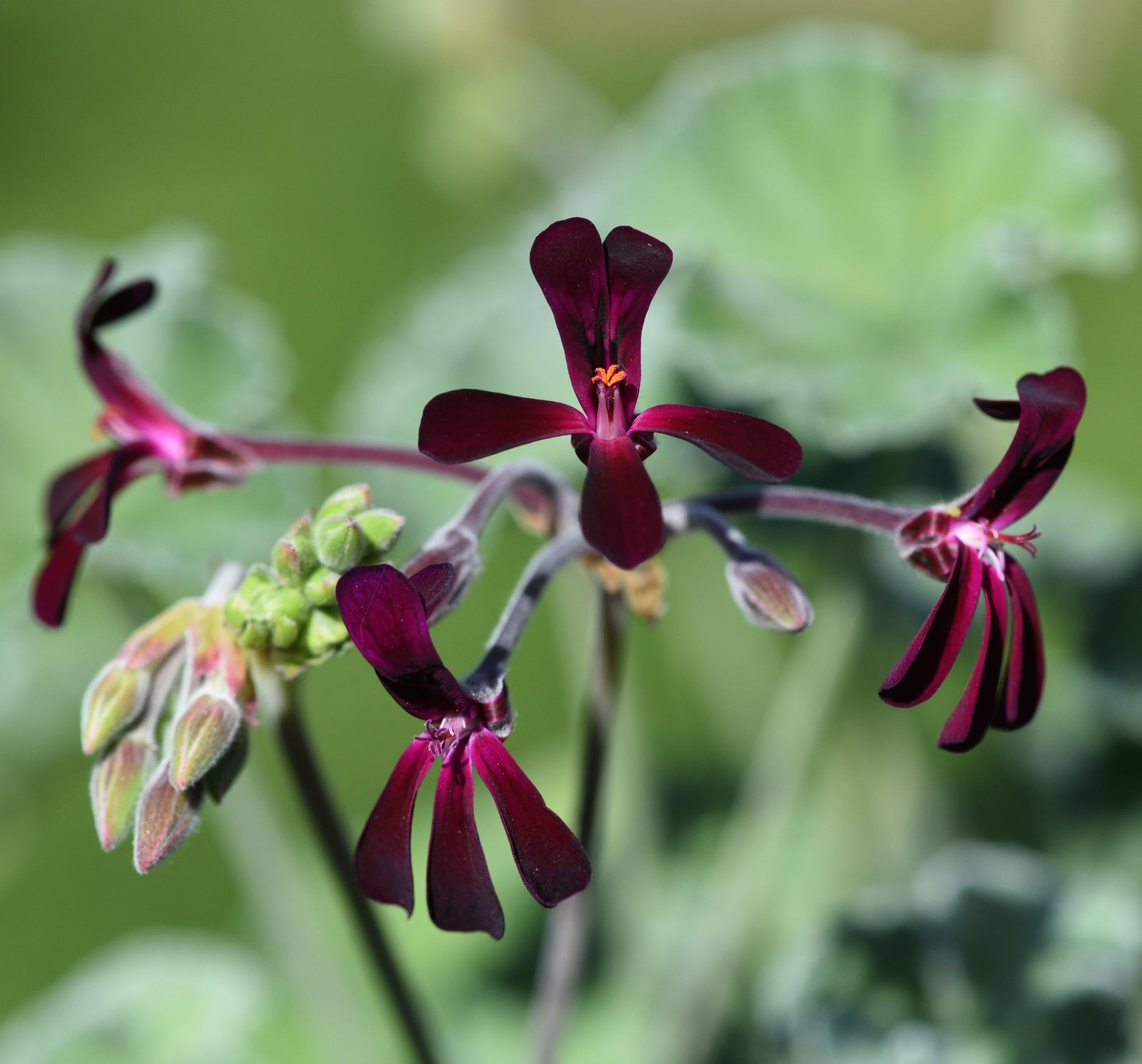 A South African Geranium flower with narrow, purple leaves and green buds.