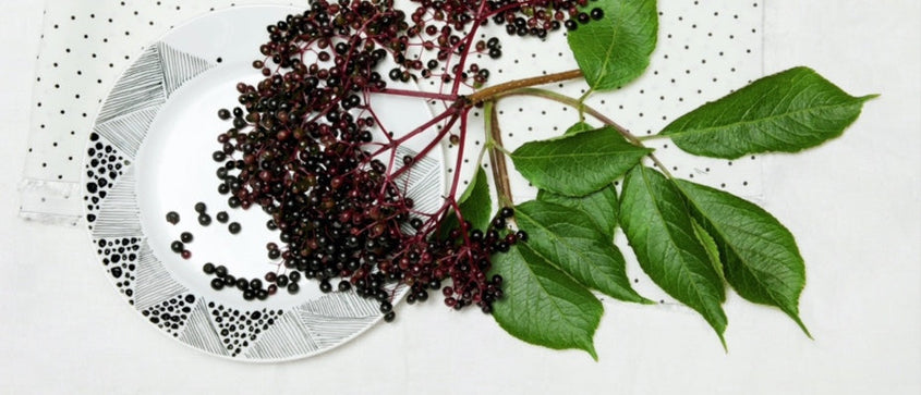 All About Elderberry