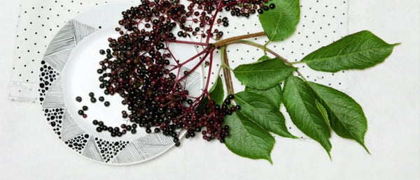 A clipping of an elderberry plant laying on a plate.
