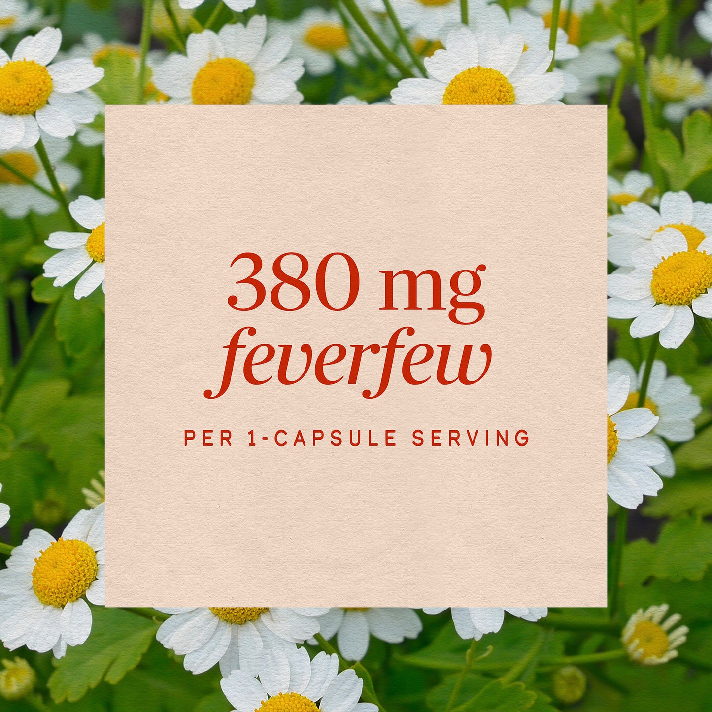 <{%MAIN3_12808%}>Nature's Way® | Feverfew Herb
