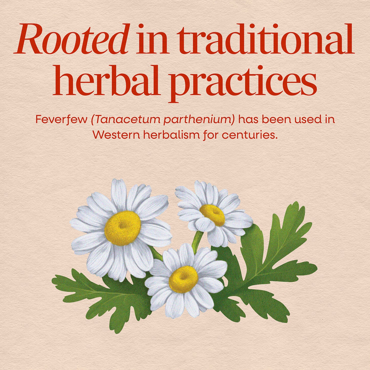 <{%MAIN2_12808%}>Nature's Way® | Feverfew Herb