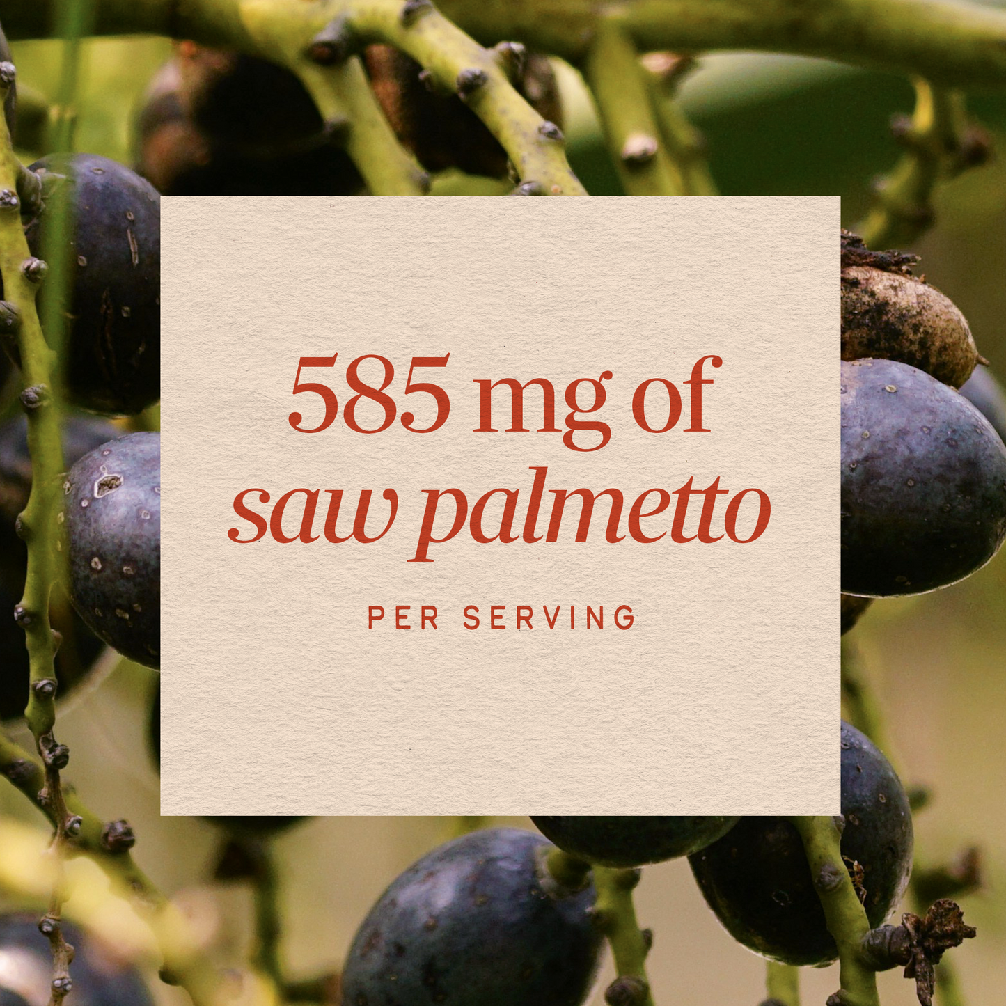 <{%MAIN3_16758%}>Nature's Way® | Saw Palmetto Berries