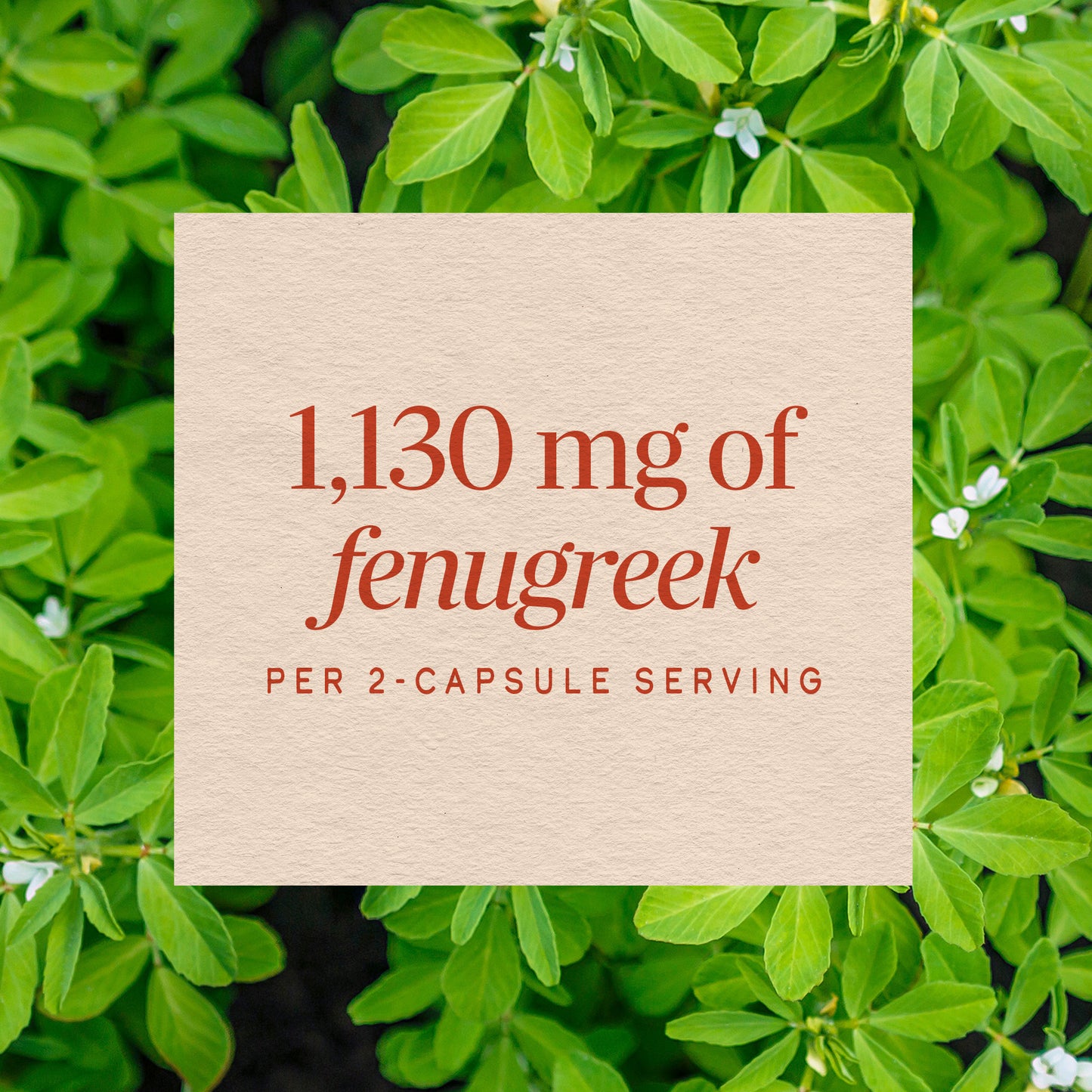 <{%MAIN9_14610%}>Nature's Way® | Fenugreek Seed
