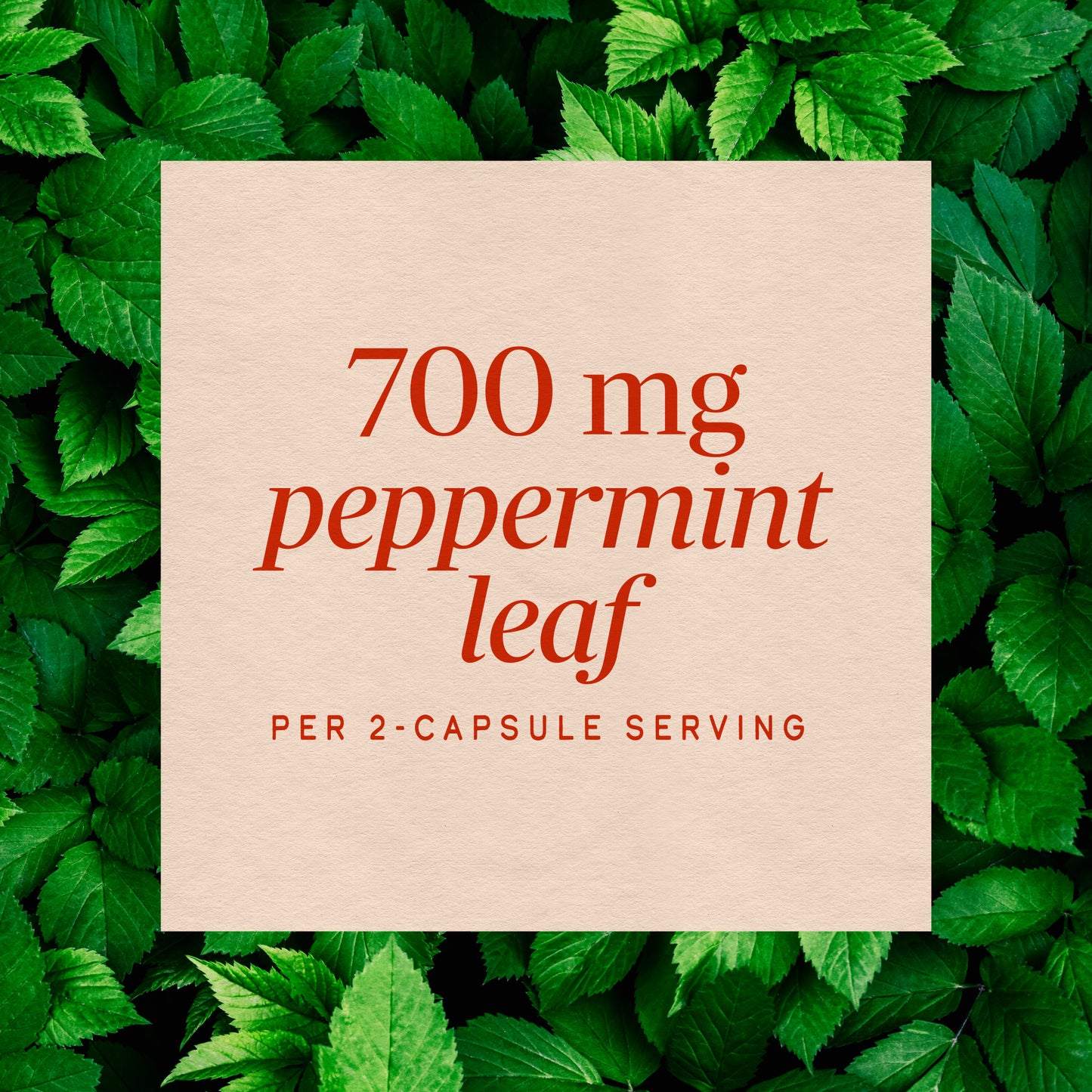 <{%MAIN3_14160%}>Nature's Way® | Peppermint Leaf