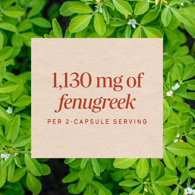 <{%MAIN16_11924%}>Nature's Way® | Fenugreek Seed