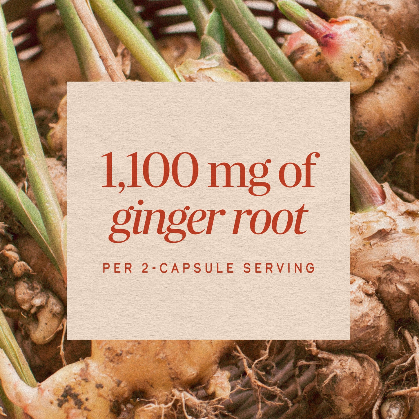 <{%MAIN8_13100%}>Nature's Way® | Ginger Root