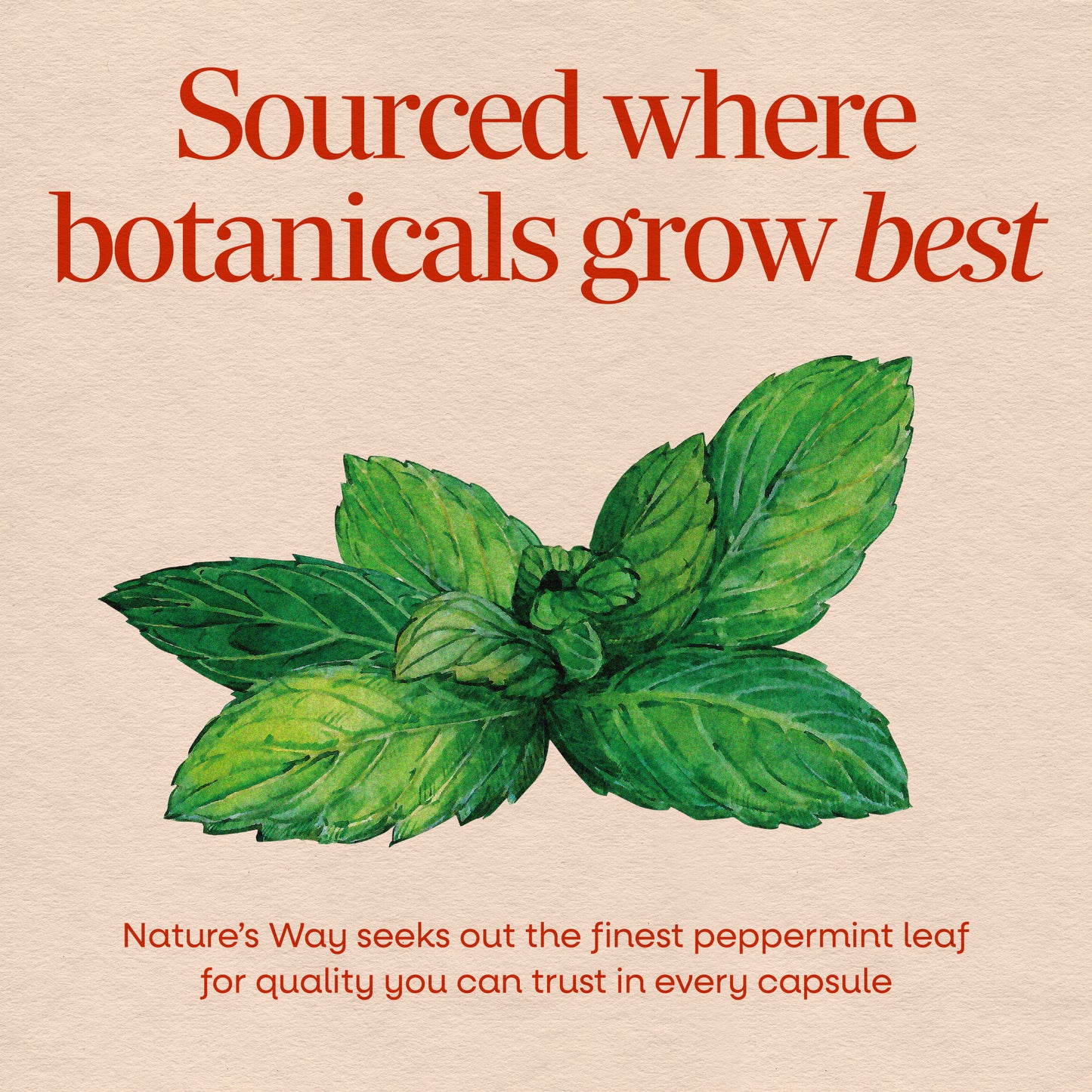 <{%MAIN2_14160%}>Nature's Way® | Peppermint Leaf