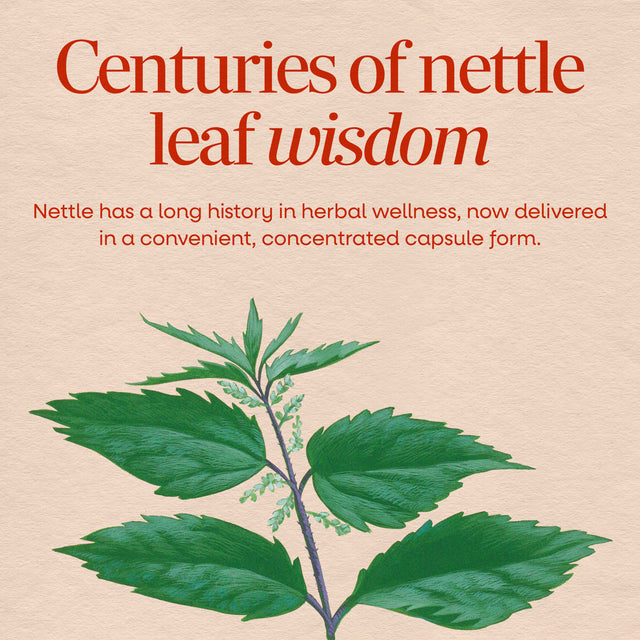 <{%MAIN2_15150%}>Nature's Way® | Nettle Leaf