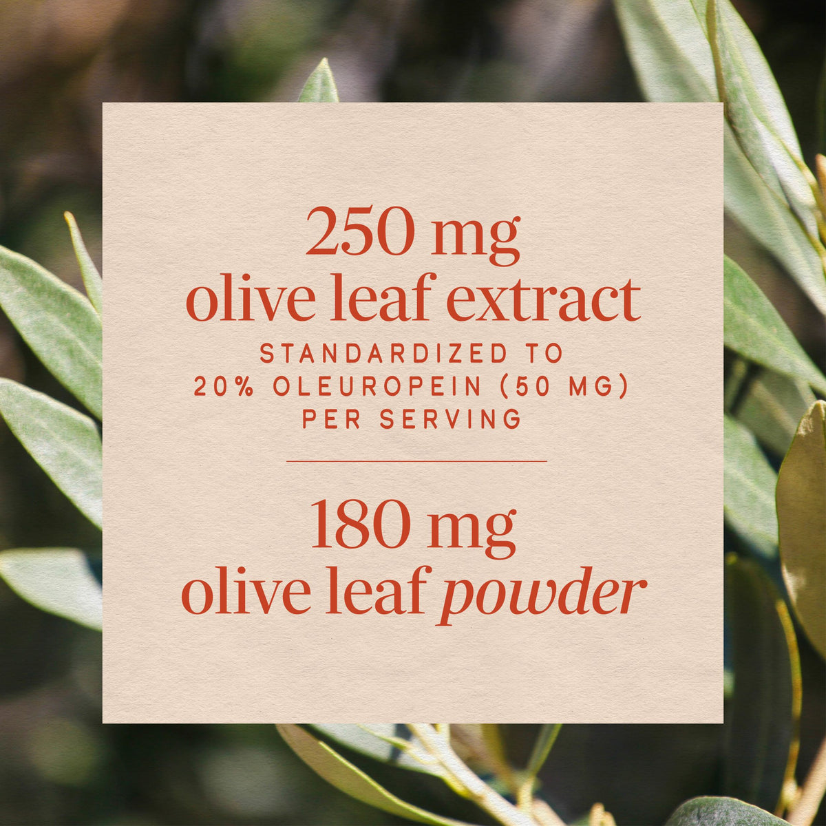 <{%MAIN3_15480%}>Nature's Way® | Olive Leaf Standardized Extract