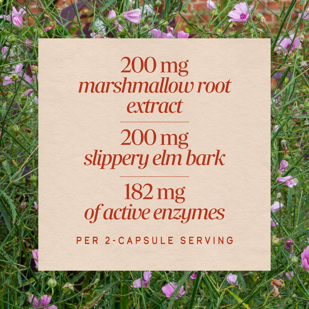 <{%MAIN3_02490%}>Nature's Way® | Acid-Ease