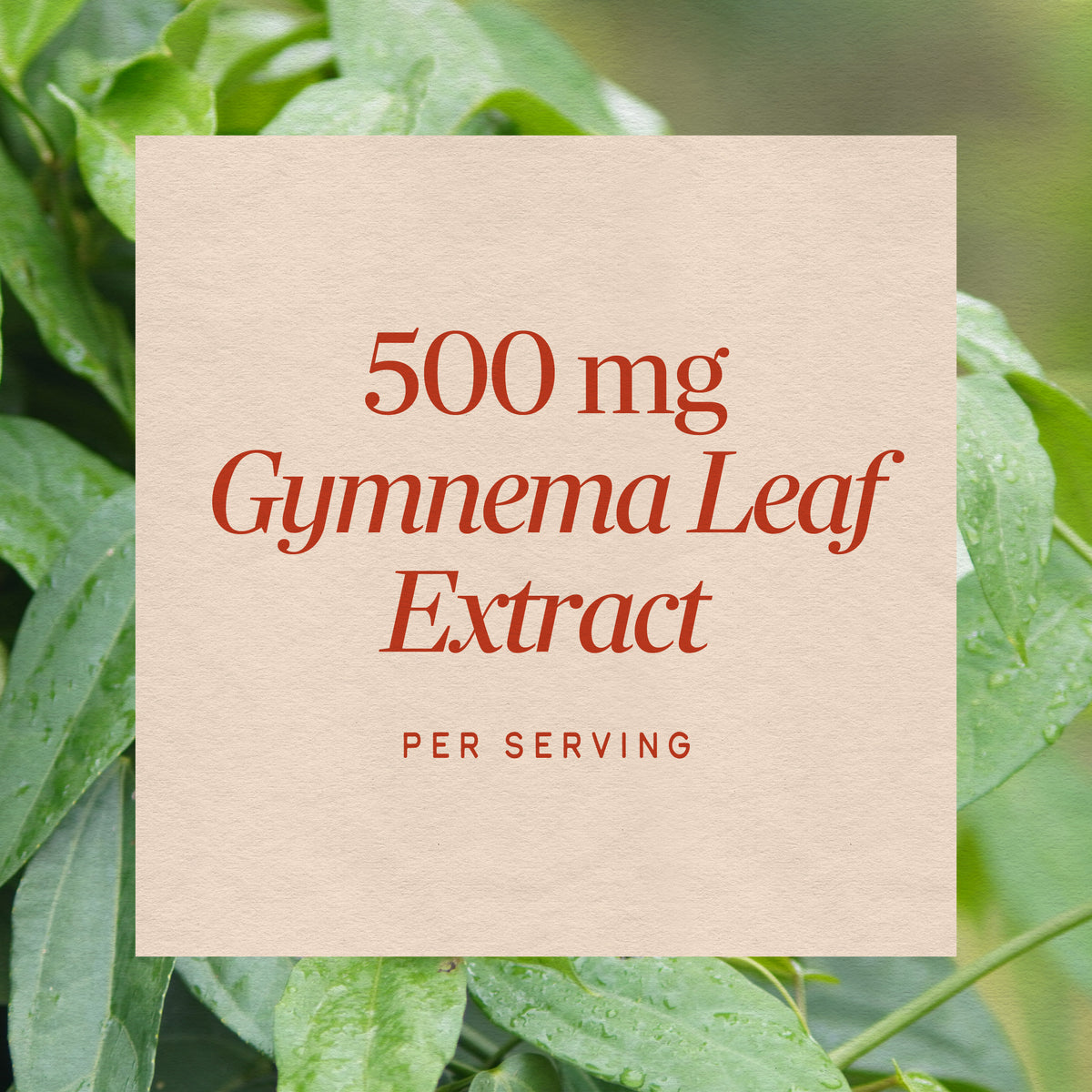 <{%MAIN3_63700%}>Nature's Way® | Gymnema