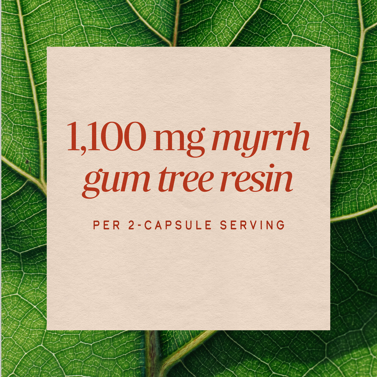 <{%MAIN3_15100%}>Nature's Way® | Myrrh Gum Tree Resin