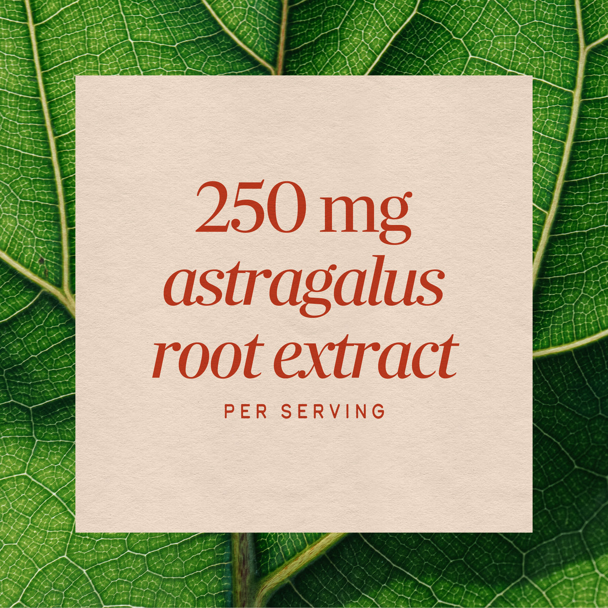 Nature's Way® | Astragalus