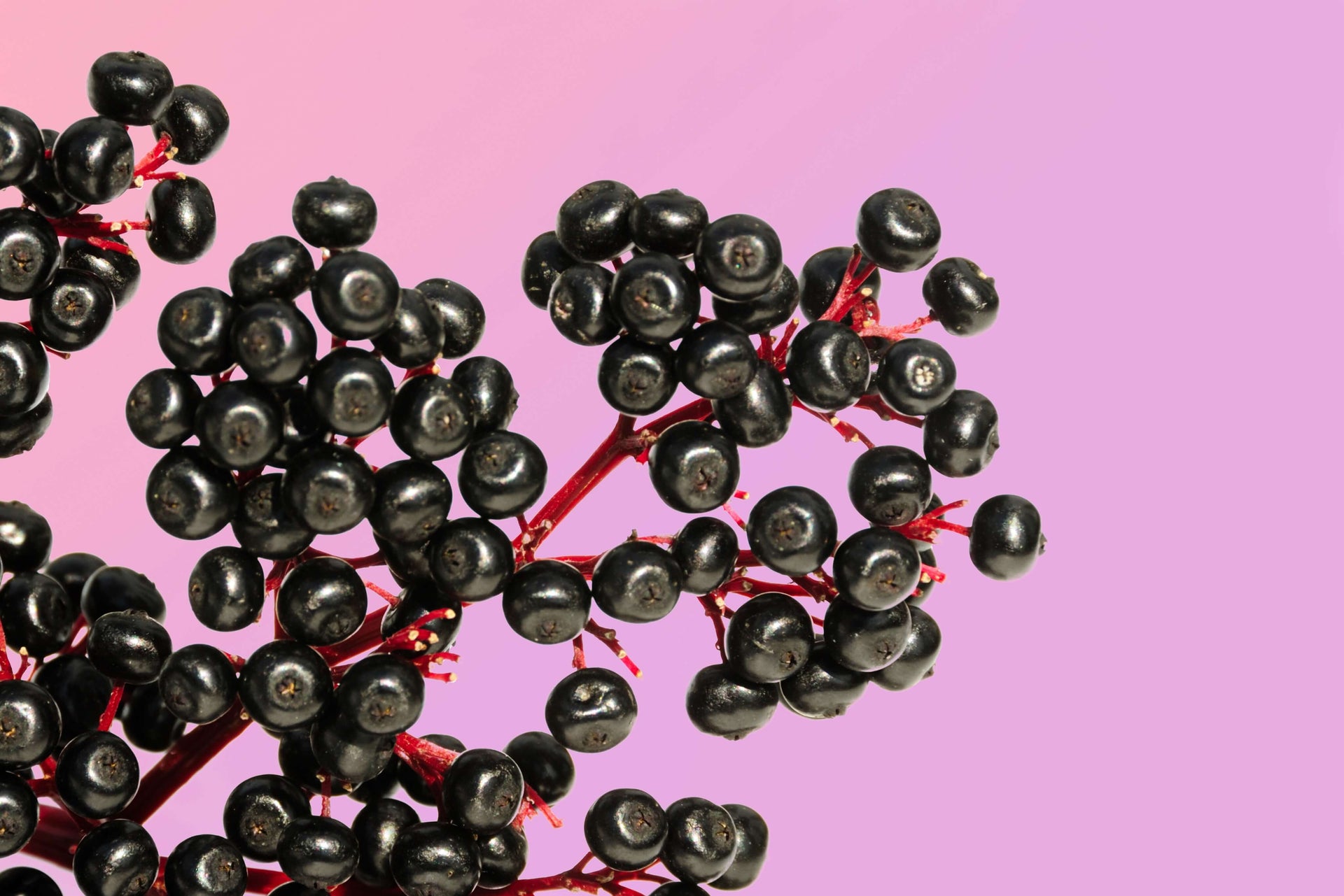Black elderberries