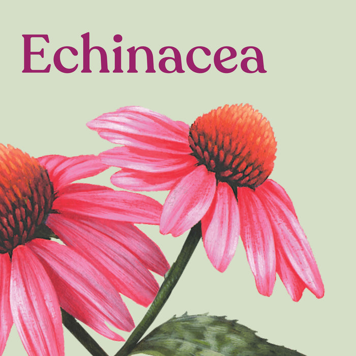 Illustration of pink echinacea flowers with the word 'Echinacea' above them on a light green background.
