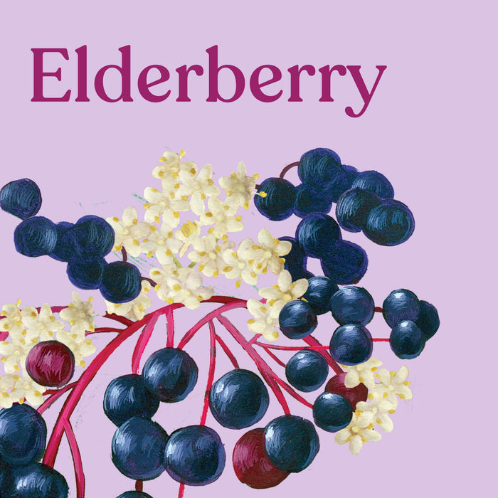 Illustration of elderberries and flowers on a pink background with 'Elderberry' text.
