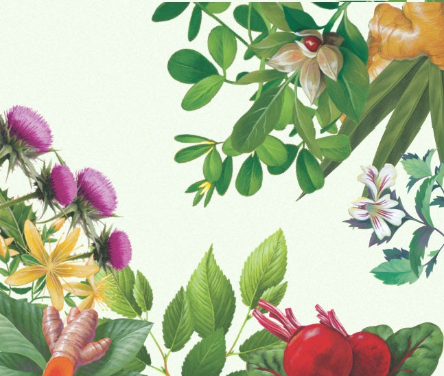 Illustration of various plants and flowers on a light green background