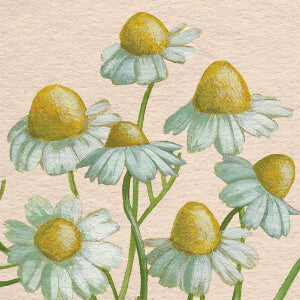 Illustration of chamomile flowers on a beige background
