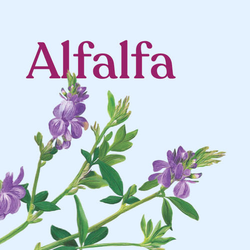 Alfalfa (Powder)