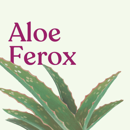 Aloe Ferox