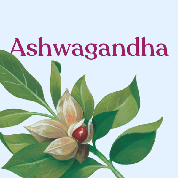 Ashwagandha plant drawing