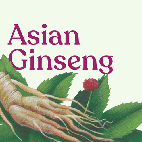 Asian Ginseng 