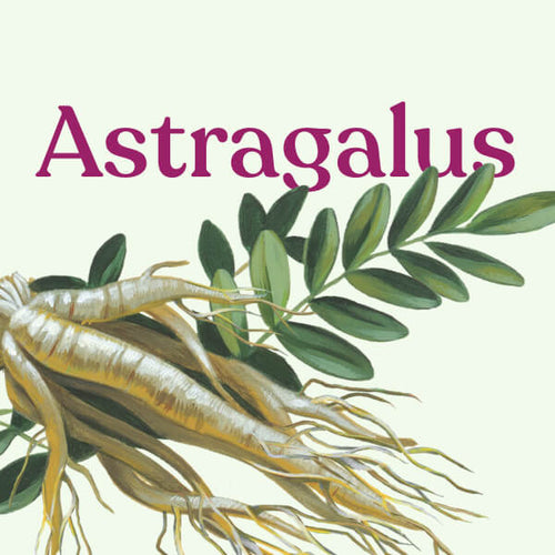 Astragalus Powder