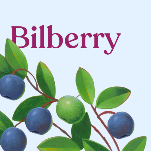 Bilberry