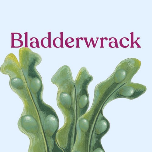 Bladderwrack