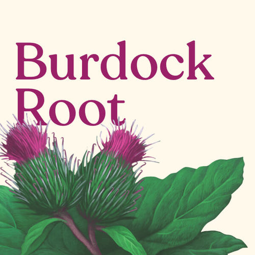 Burdock Root