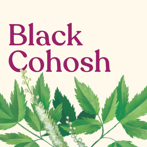 Black Cohosh Root