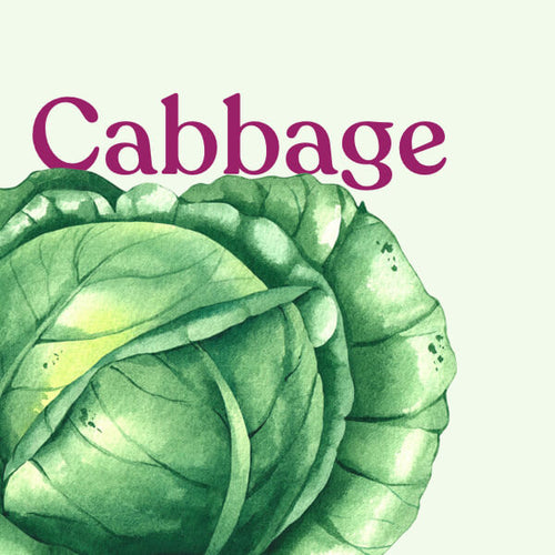 Cabbage