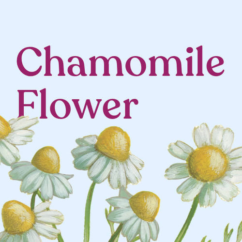 Chamomile Flower