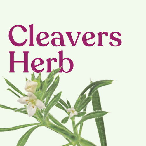 Cleavers Herb