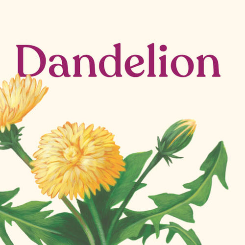 Dandelion