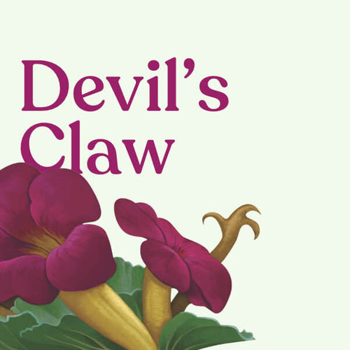 Devil’s Claw Root