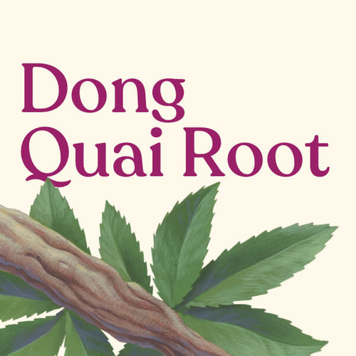 Dong Quai Root