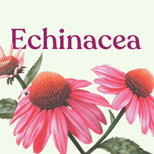 Echinacea Complex