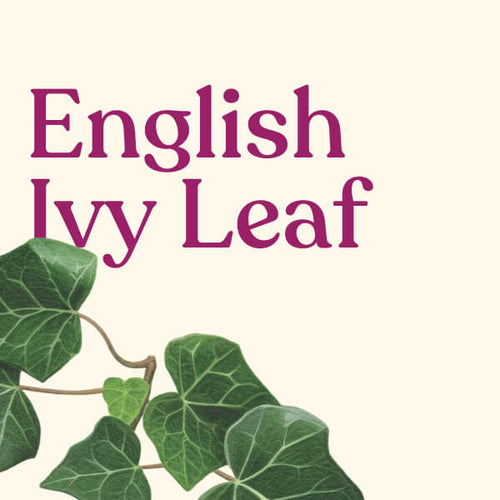 English Ivy Leaf