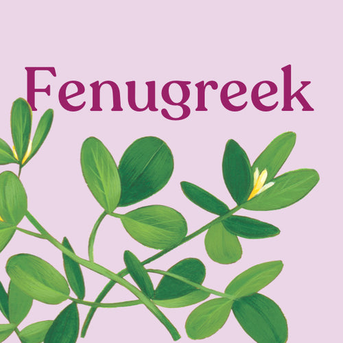 Fenugreek Seed