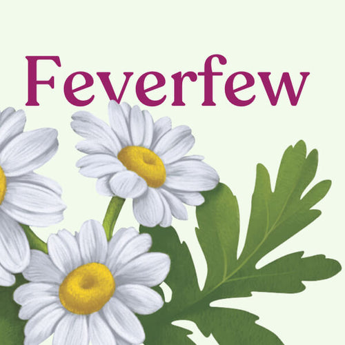 Feverfew